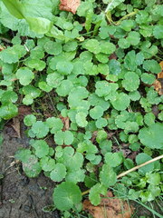 Chrysosplenium alternifolium