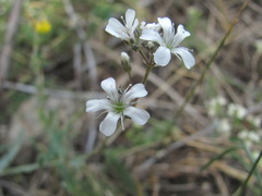 Gypsophila acutifolia