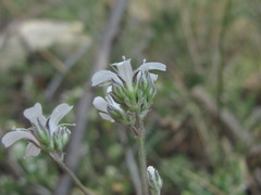 Gypsophila acutifolia