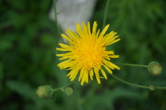 Sonchus brachyotus