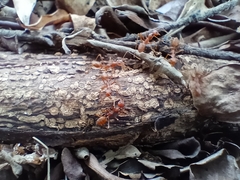 Oecophylla smaragdina