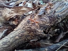 Oecophylla smaragdina