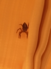 Plexippus