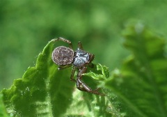 Coriarachne depressa