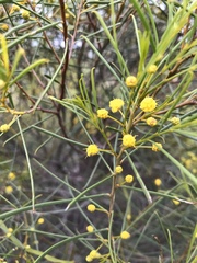 Acacia calamifolia