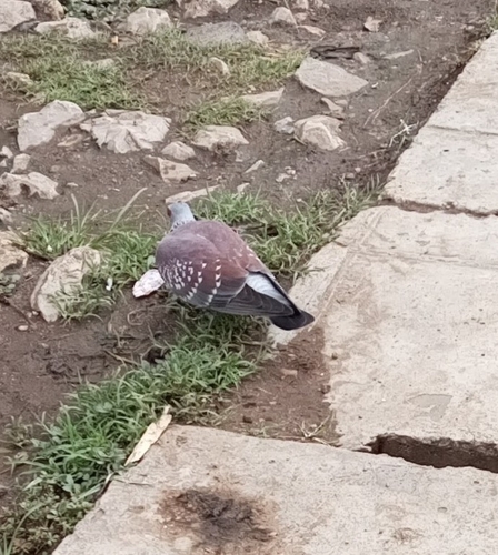 Speckled Pigeon