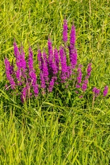 Lythrum salicaria