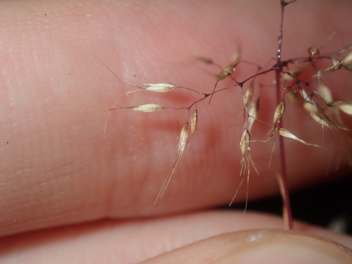 Image of Pentameris airoides by (c) Thomas Mesaglio, some rights reserved (CC BY)