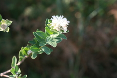 Lasiosiphon calocephalus