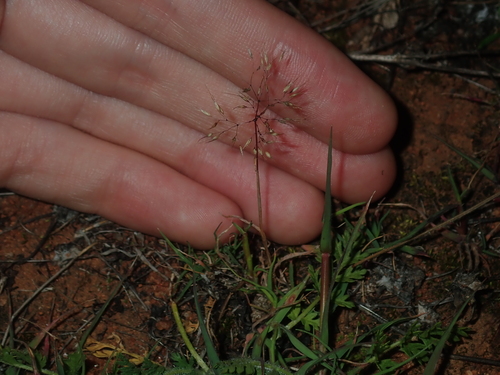 Image of Pentameris airoides by (c) Thomas Mesaglio, some rights reserved (CC BY)