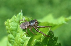 Coriarachne depressa