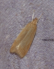 Helcystogramma rufescens