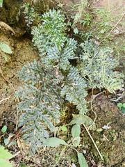 Trichomanes obscurum