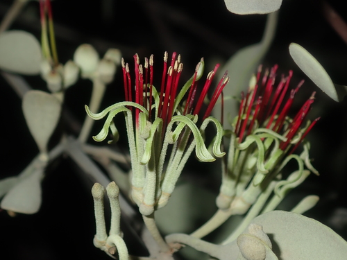 Amyema fitzgeraldii (Amyema fitzgeraldii)
