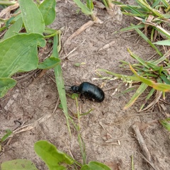 Meloe brevicollis