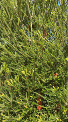 Banksia ericifolia