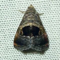 Tripudia rectangula