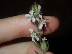Silene gallica gallica