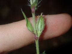 Silene gallica gallica