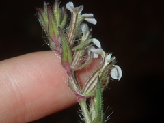 Silene gallica gallica