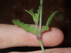 Silene gallica gallica