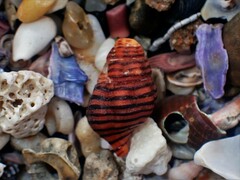 Turrilatirus turritus