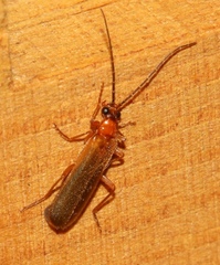 Rhagonycha translucida