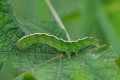 Xanthodes intersepta