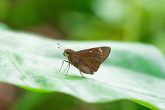 Pelopidas assamensis