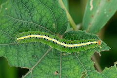 Xanthodes intersepta