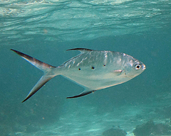 Trachinotus baillonii