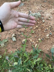 Silene gallica gallica