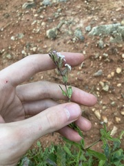 Silene gallica gallica