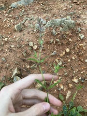 Silene gallica gallica