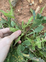 Silene gallica gallica