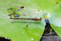 Austrocnemis maccullochi