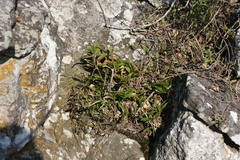 Tridactyle bicaudata rupestris