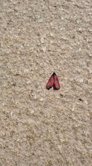 Tyria jacobaeae