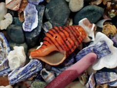 Turrilatirus turritus