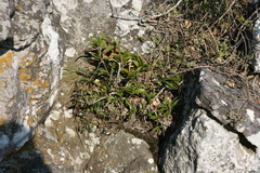 Tridactyle bicaudata rupestris