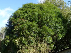 Metrosideros bartlettii