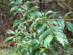 Rhamnus pilushanensis