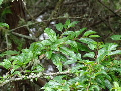 Rhamnus pilushanensis