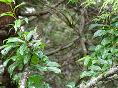 Rhamnus pilushanensis