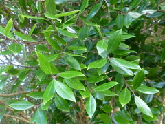 Metrosideros bartlettii