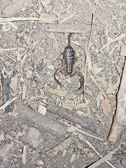 Euscorpius sicanus