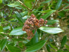 Metrosideros bartlettii