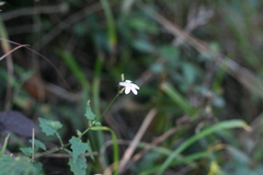 Lobelia pteropoda