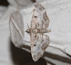 Eupithecia abietaria