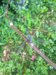 Hylaeothemis apicalis
